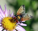 Tachinid fly sp. Phasia aurulans M