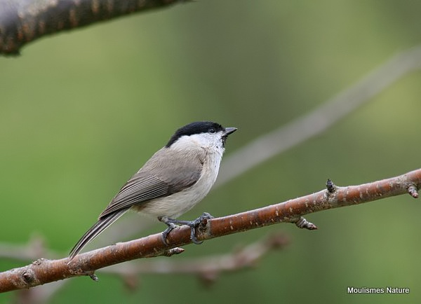 Marsh Tit (Parus palustris)