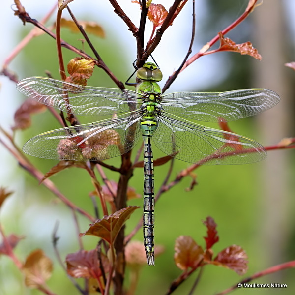 Emperor (Anax imperator) M-ten