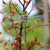 Emperor (Anax imperator) M-ten