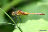 Ruddy Darter (Sympetrum sanguineum) M-Imm