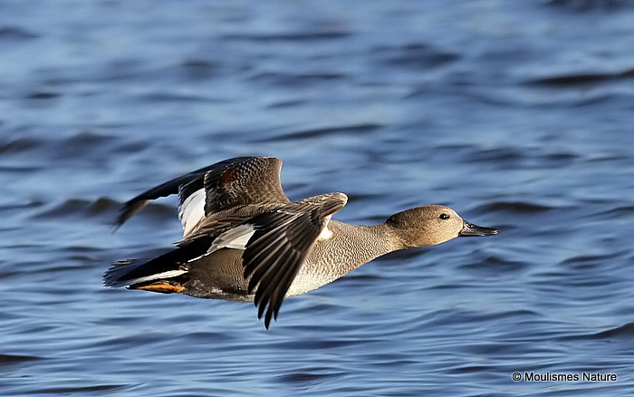 Gadwall (Anas strepera) M, Canard chipeau