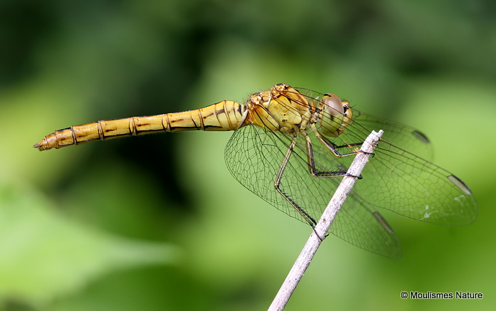 Southern Darter (Sympetrum meridionale) F
