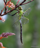 Emperor (Anax imperator) M-ten