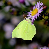 Brimstone (Gonepteryx rhamni) M