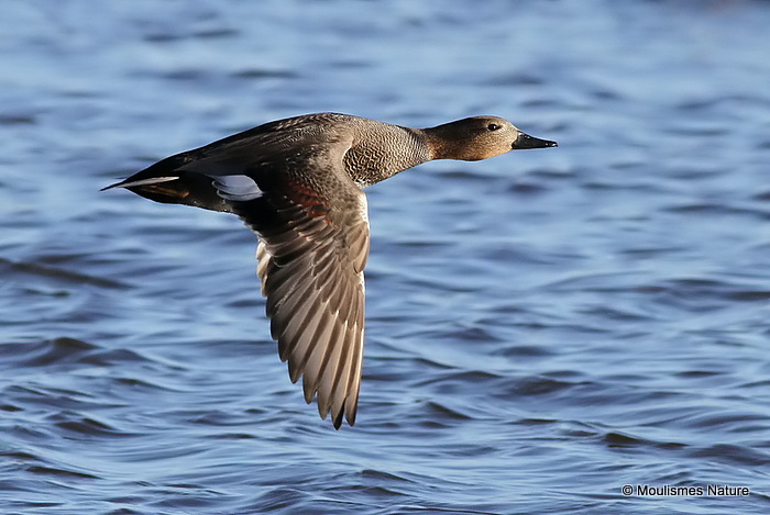 Gadwall (Anas strepera) M, Canard chipeau