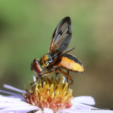 Tachinid fly sp. Ectophasia oblonga/E. crasipennis M