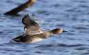 Gadwall (Anas strepera) M, Canard chipeau