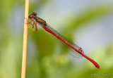 Small Red Damselfly (Ceriagrion tenellum) M