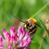Long-horned bee (Eucera) sp. M