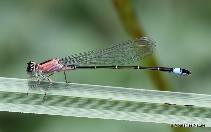 Blue-tailed Damselfly (Ischnura elegans) F-Imm 'rufescens'
