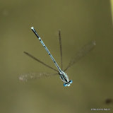 White-legged Damselfly (Platycnemis pennipes) M