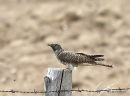 Common Cuckoo (Cuculus canorus) Juv