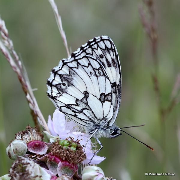 Marbled White (Melanargia galathea)