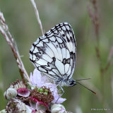 Marbled White (Melanargia galathea)