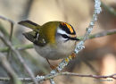 Firecrest (Regulus ignicapilla) M, Roitelet triple-bandeau