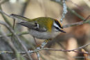 Firecrest (Regulus ignicapilla), Roitelet triple-bandeau