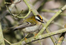 Firecrest (Regulus ignicapilla), Roitelet triple-bandeau