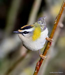 Firecrest (Regulus ignicapilla), Roitelet triple-bandeau