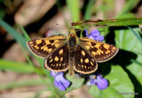 Chequered Skipper (Carterocephalus palaemon)