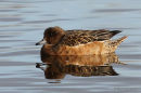 Eurasian Wigeon (Anas penelope) F