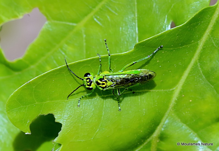 Rhogogaster viridis (Green Sawfly)