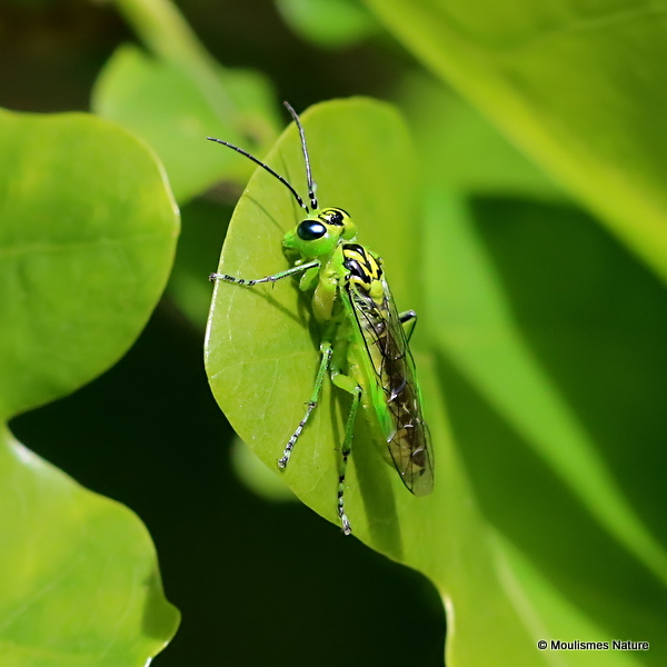Rhogogaster viridis (Green Sawfly)