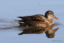 Gadwall (Anas strepera) F