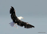 L. marinus ad-winter