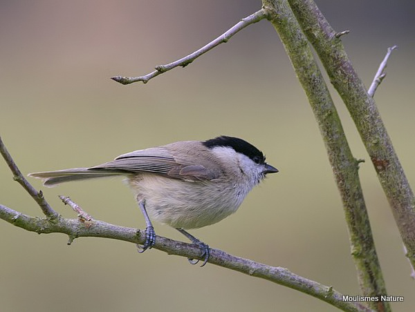 Marsh Tit (Parus palustris)