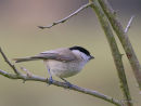 Marsh Tit (Parus palustris)