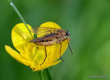 Unidentified diptera sp.