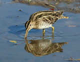 Common Snipe (Gallinago gallinago)