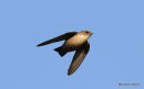 Eurasian Crag Martin (Ptyonoprogne rupestris) Cabo de Palos