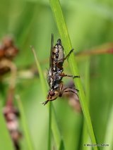Unidentified diptera sp.
