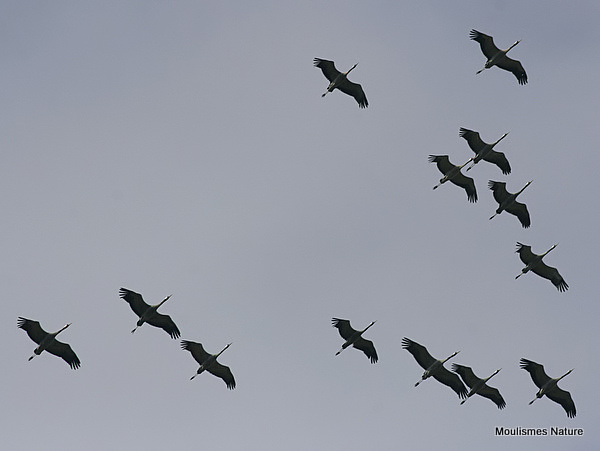 Grus grus en migration
