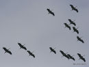 Grus grus en migration