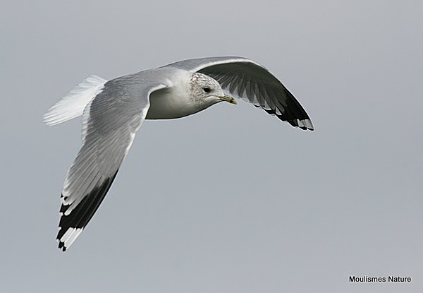L. canus ad-winter