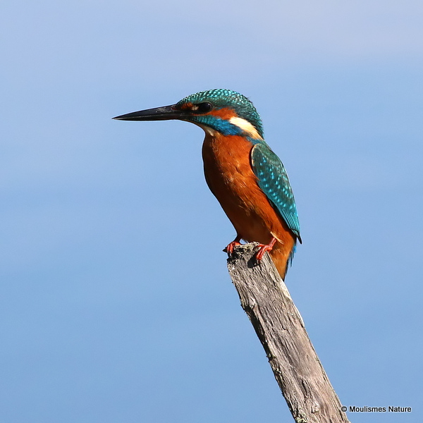Common Kingfisher (Alcedo atthis) M
