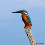 Common Kingfisher (Alcedo atthis) M