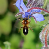 Long-horned bee (Eucera) sp. M