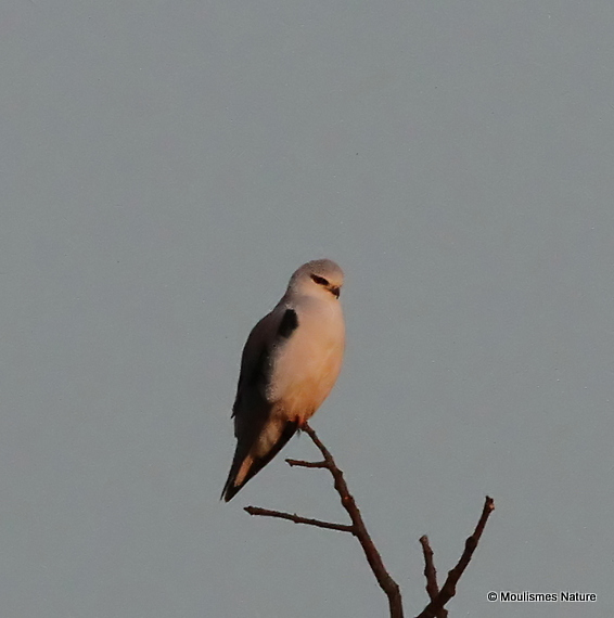 Elanus caeruleus Ad