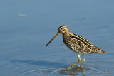 Common Snipe (Gallinago gallinago)