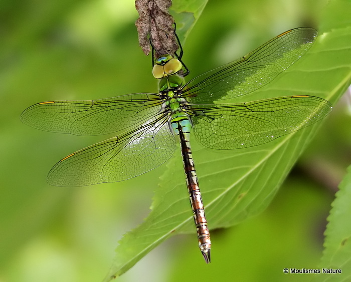 Emperor (Anax imperator) F