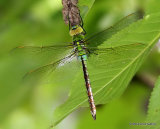 Emperor (Anax imperator) F