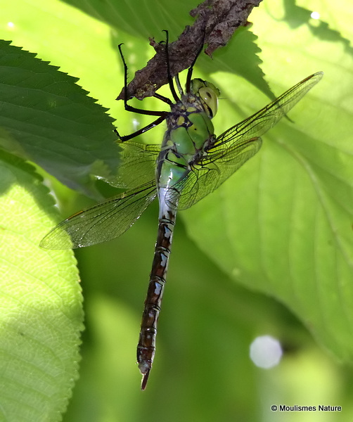 Emperor (Anax imperator) F