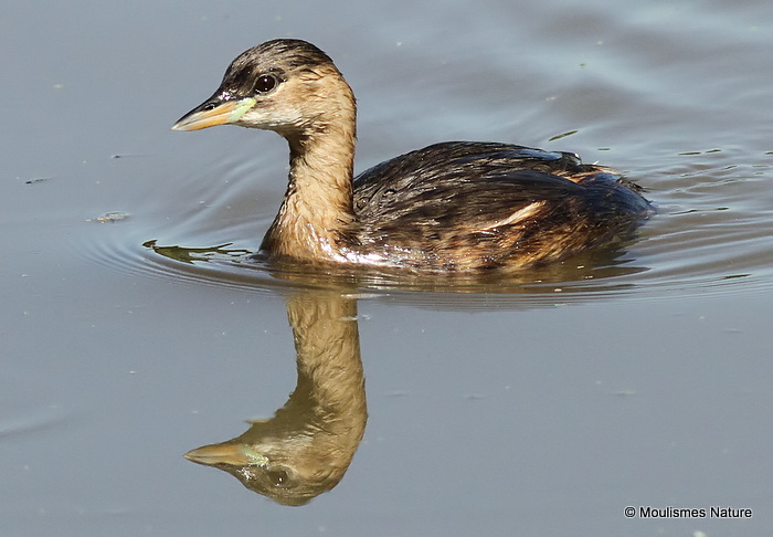 Little Grebe (Tachybaptus ruficollis) Ad-W