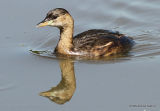 Little Grebe (Tachybaptus ruficollis) Ad-W