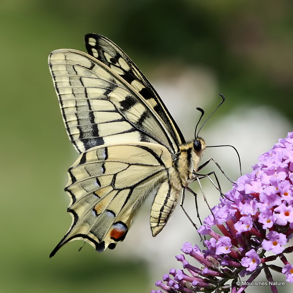 Swallowtail (Papilio machaon)