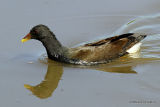 Common Moorhen (Gallinula chloropus) Ad-W